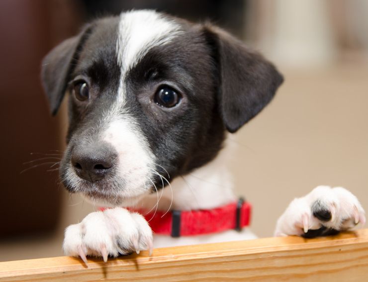 Crowd-Sourced Canine Behavior Study