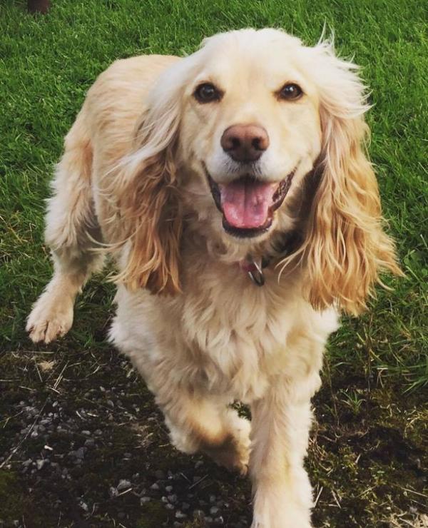 Sammy Rescues from Scottish River