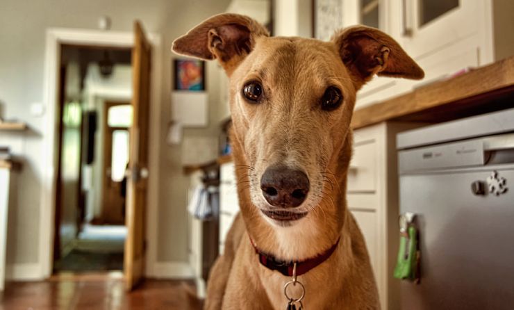 When dogs are on the kitchen counter