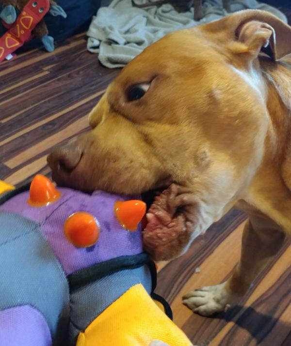 Ossifer the Pit Bull play with his toy