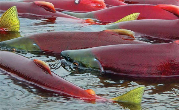 Salmon at the Alaskan Bristol Bay Watershed
