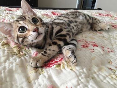 Halo the Bengal Cat Loves Halo Kitten Food