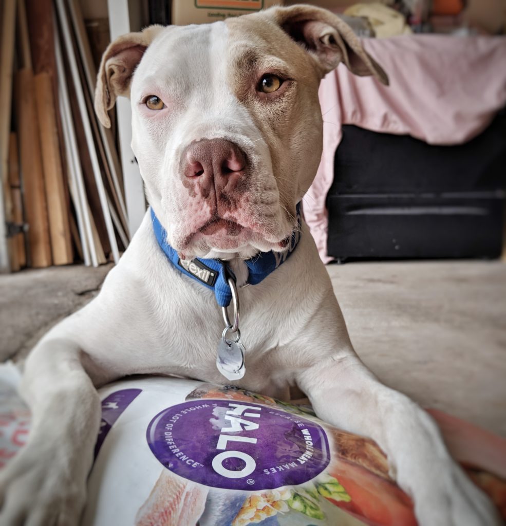 Stella the Pit Bull with Halo Pets food