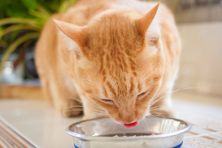 cat eating orange