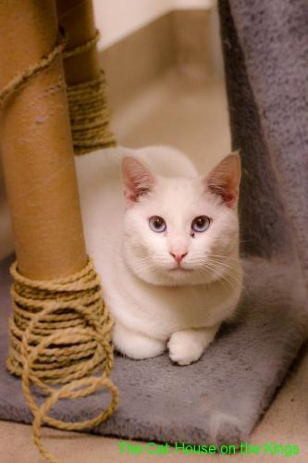 Adoptable cat Bonnie at Cat House on the Kings