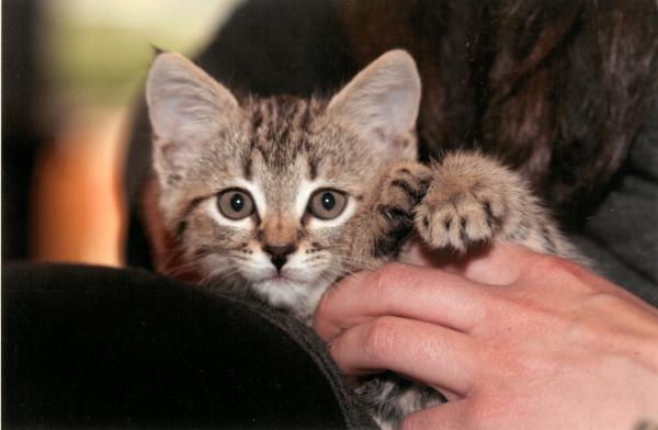 Tiki the Kitten at The Humane Society of Central Oregon