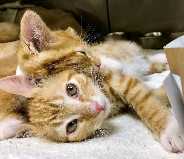 Kittens at The Humane Society of Central Oregon