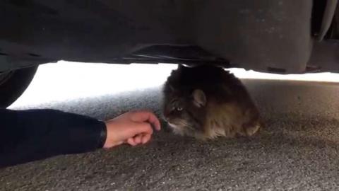 Cat being rescued by police