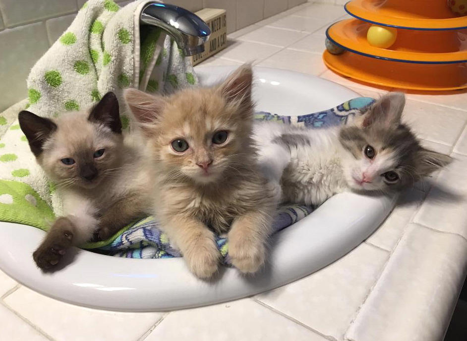 3 Rescued Kittens Adopted Together - Cat House on the Kings