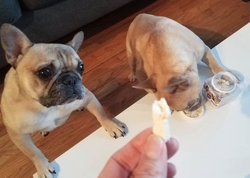 Filip and Liam with Liv-a-Little natural dog treats