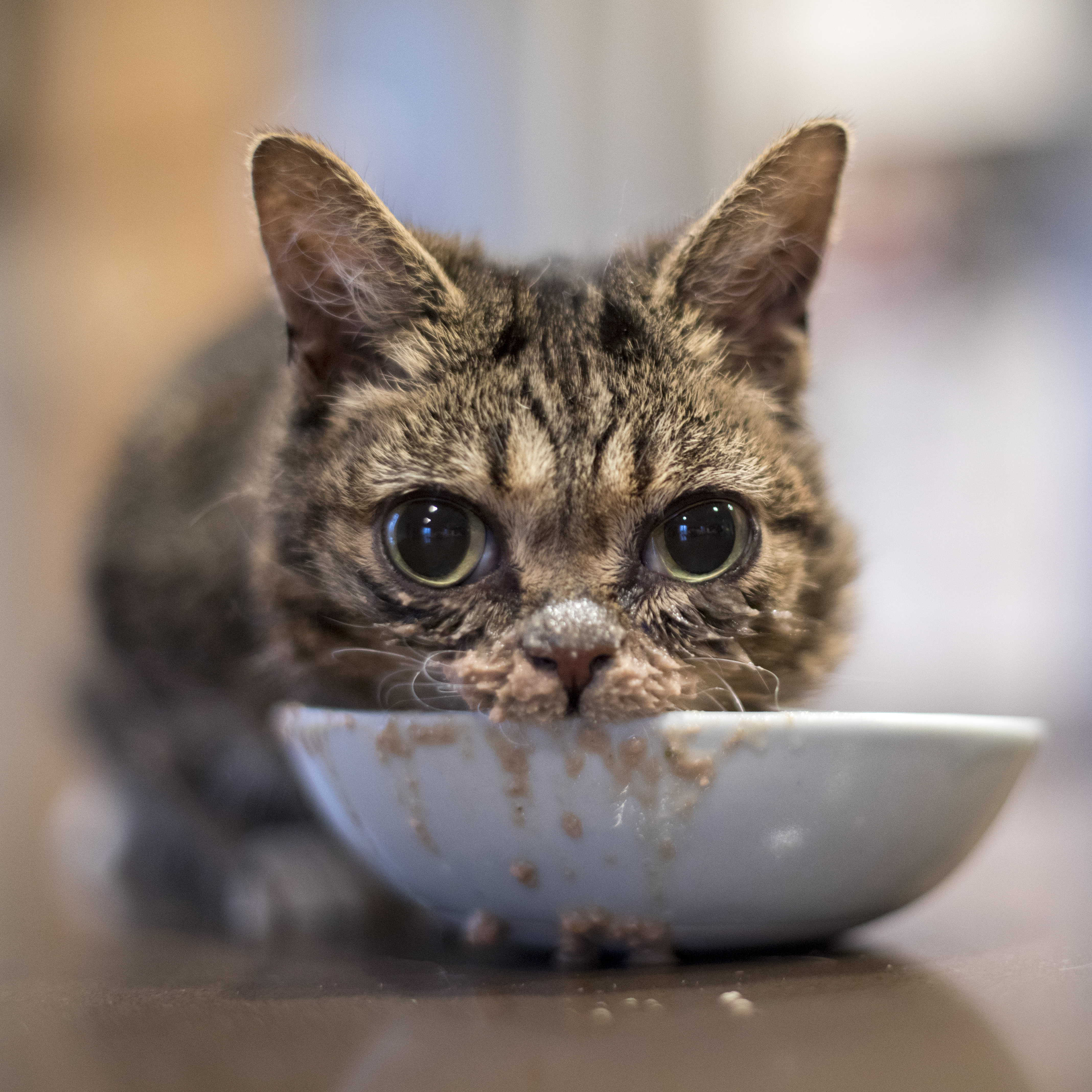 Lil BUB eating Halo wet cat food