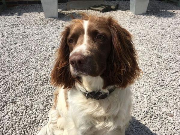 Ted the Springer Spaniel Who Saves Family Farm