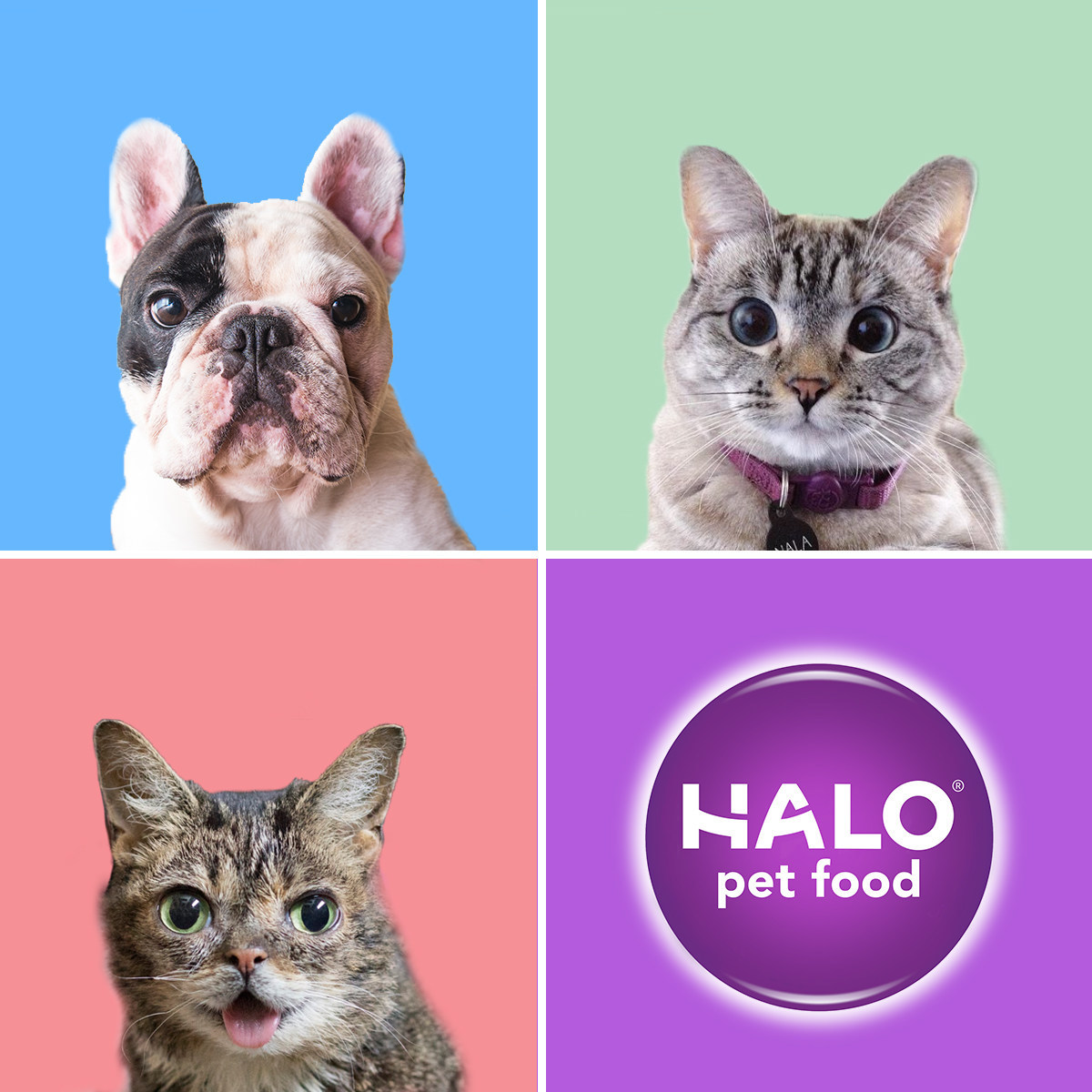 Manny the Frenchie, Nala Cat, Lil BUB