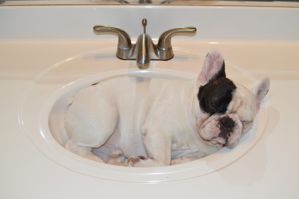 french bulldog sleeping in sink