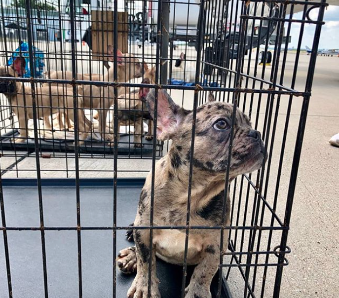 Bulldog shelter hot sale near me