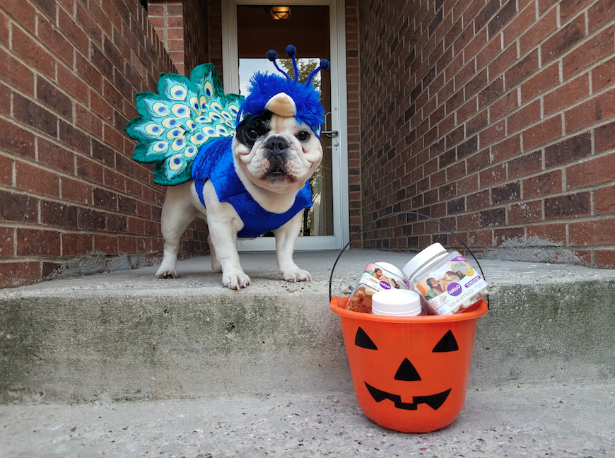 Manny the Frenchie - Happy HALO-Ween