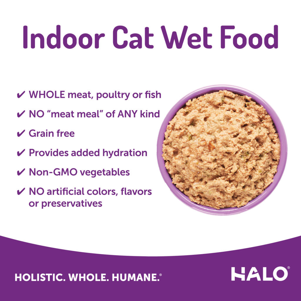 healthy cat food indoor chicken pate