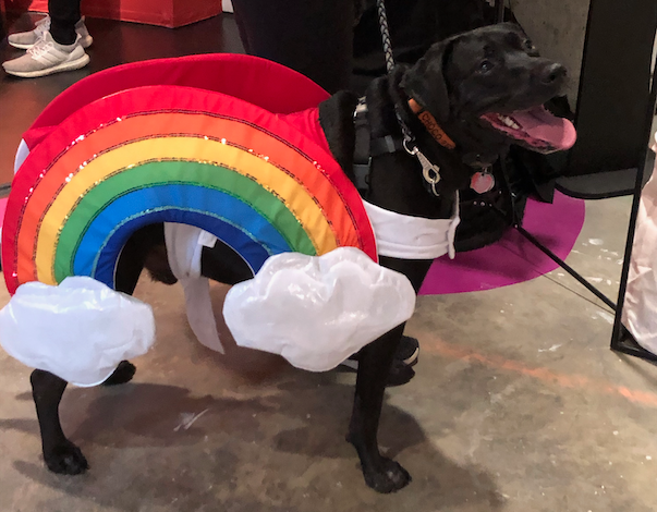 Rainbow dog from Best Dog Day Ever Event