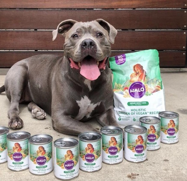 Kimba with Halo vegan dog food