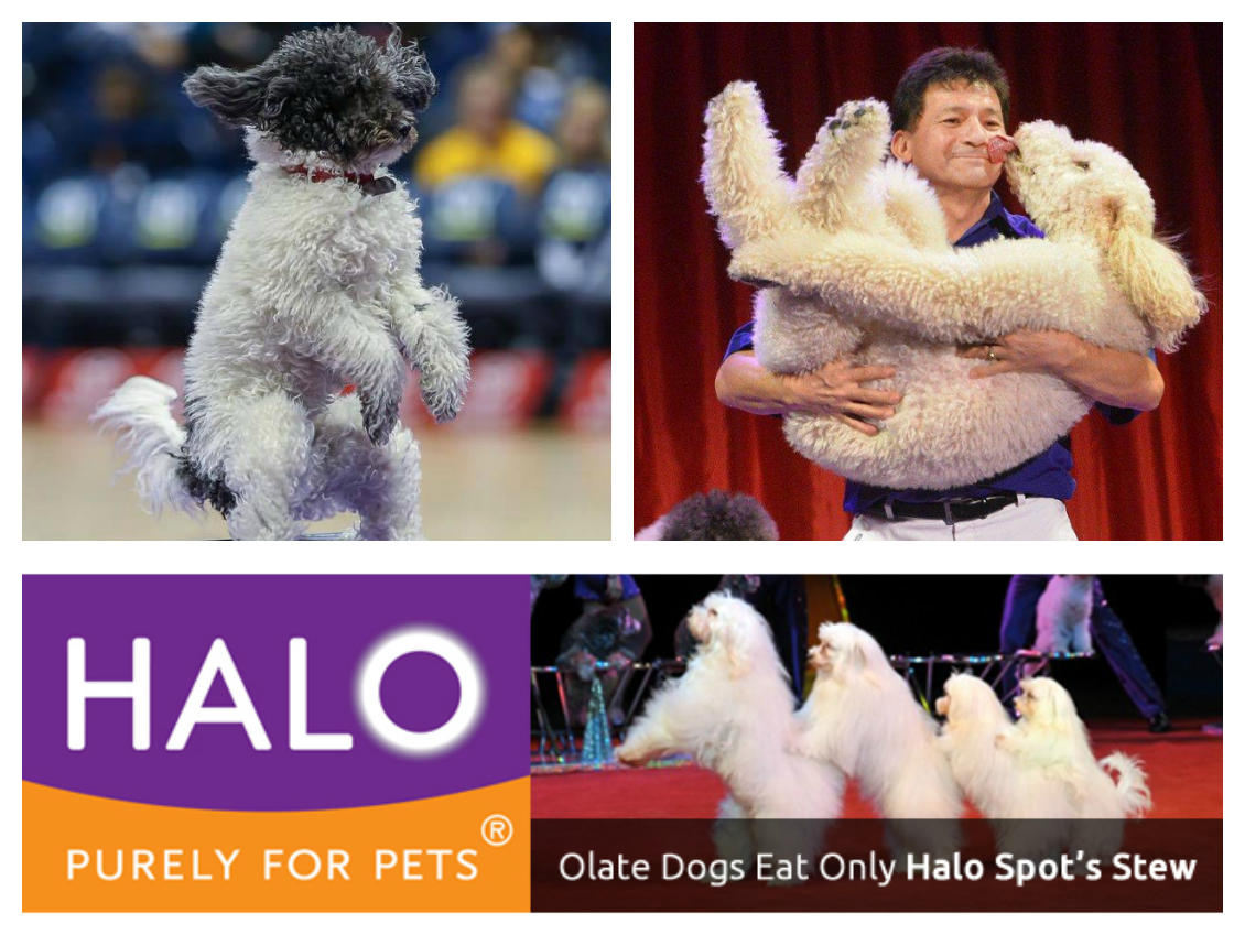 America's Got Talent winners Olate Dogs and Halo Pets