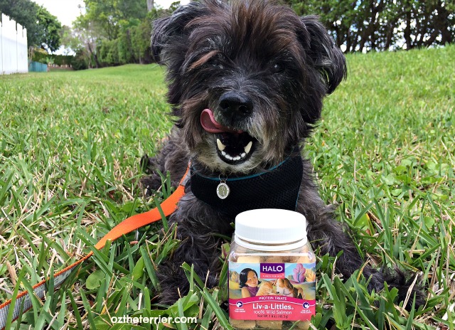 Oz the Terrier Reviews Liv-a-Littles by Halo Pets