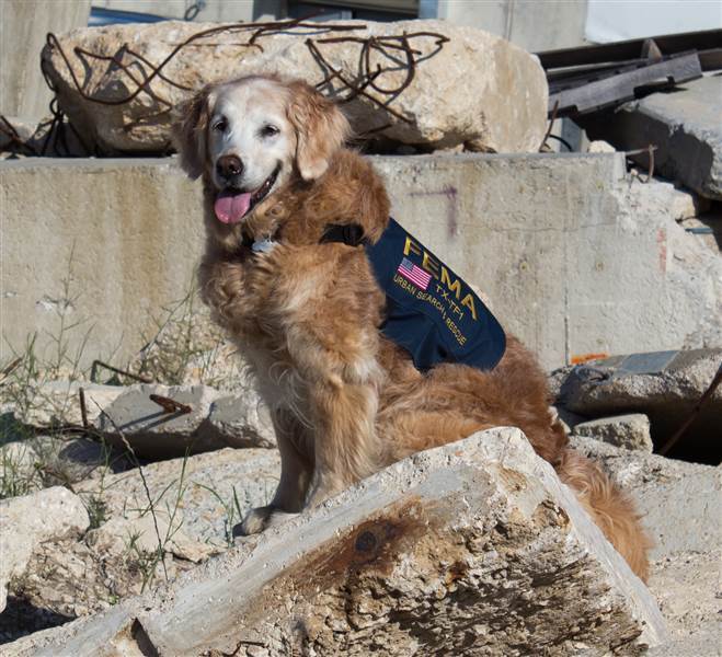 Bretegne, service dog for 9/11