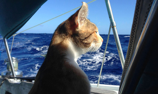 Amelia the Cat on the boat