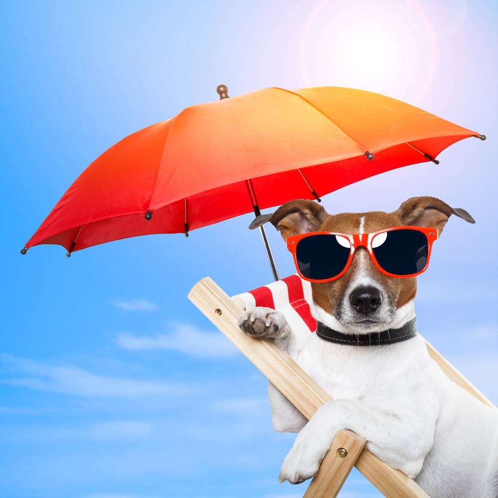 dog with umbrella and sunglasses