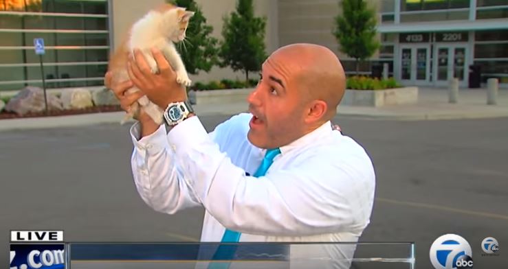 Lucky Seven the cat crashes channel 7 reporter