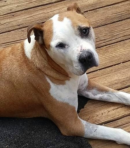 Pitbull Saves Woman from Knife Attack in Tennessee