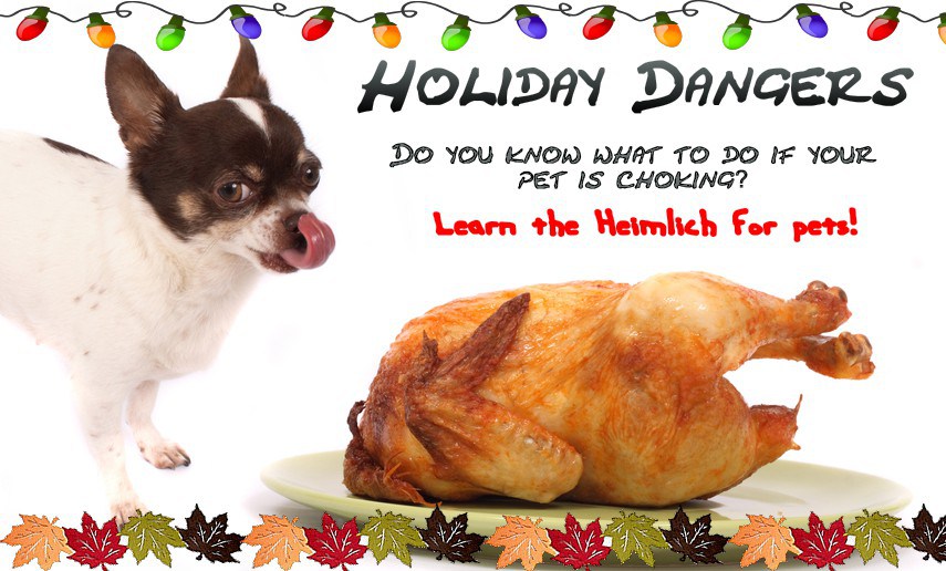 Holiday Dangers for Pet