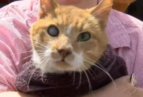 Las Vegas Firefighters Saves Partially Blind Senior Cat