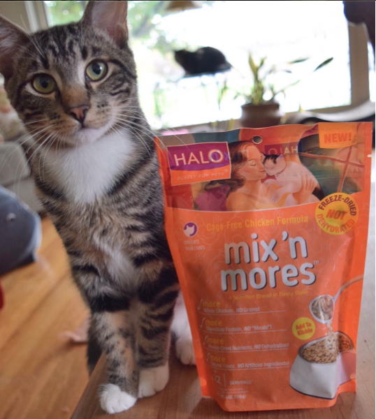 Louie from Max the Cat on Instagram with Halo Pets mix 'n mores