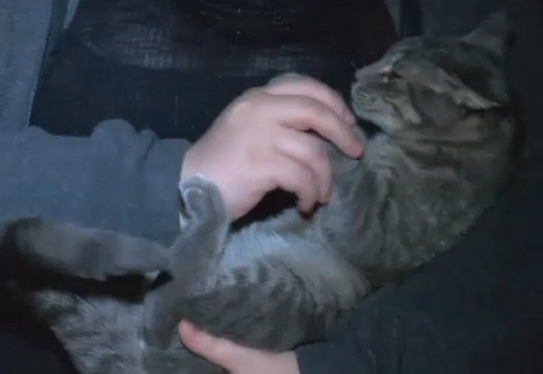Ohio Cat Saves His Family from Fire