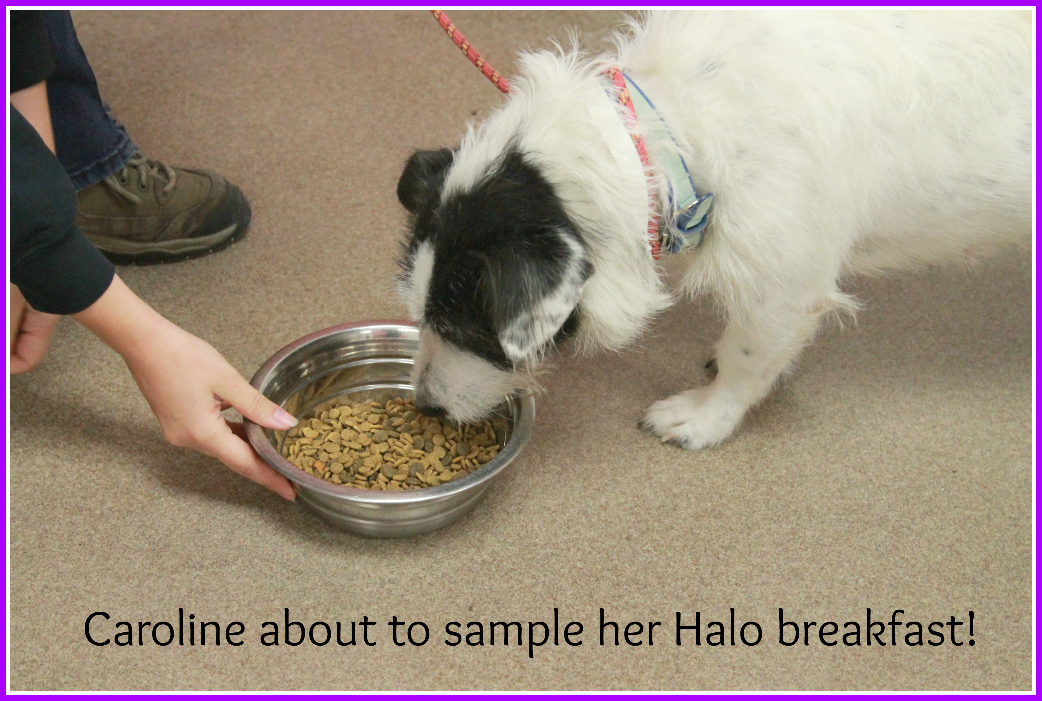 Halo Pets food donation