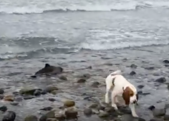 Leia the dog saves baby dolphin