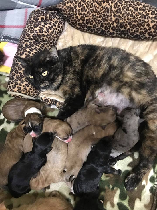 Cat mom nurses nine puppies