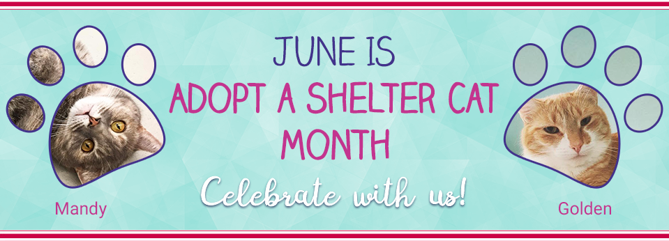 Adopt-a-Shelter-Cat Month