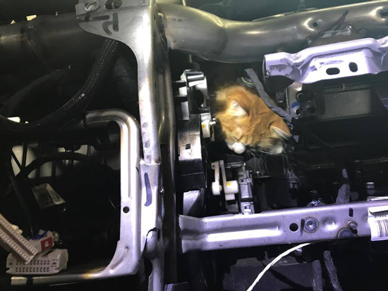 Cat stuck in car dashboard