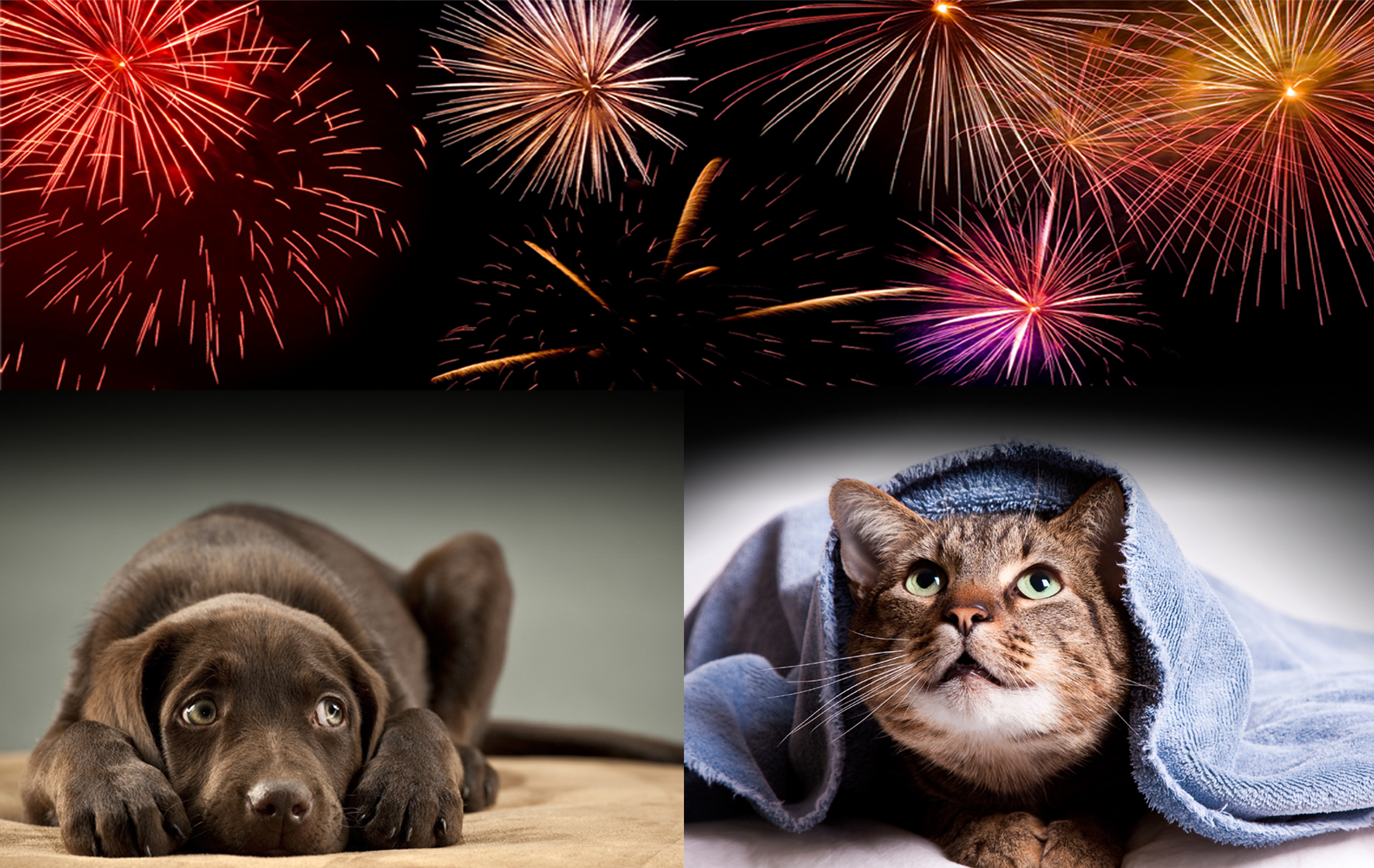 Fourth of July is scary for pets