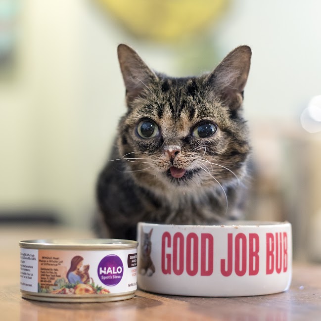 Lil BUB and Halo Pet food
