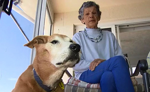 Australian Dog Rescues Owner with Alzheimer’s from Drowning