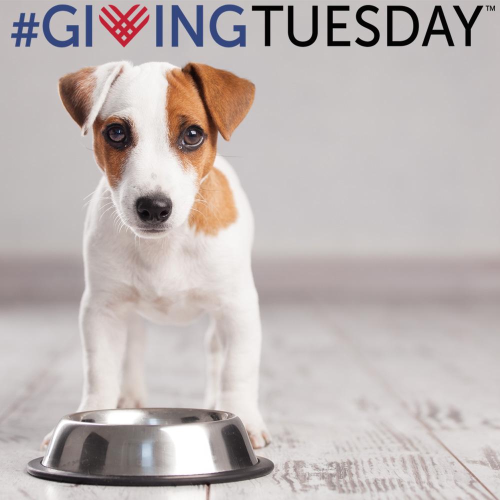 #GivingTuesday with GreaterGood.org, Freekibble.com and Halo Pets