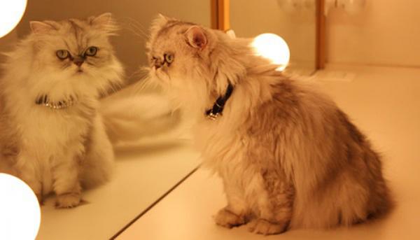 Cat Sweet Be a looking into the mirror