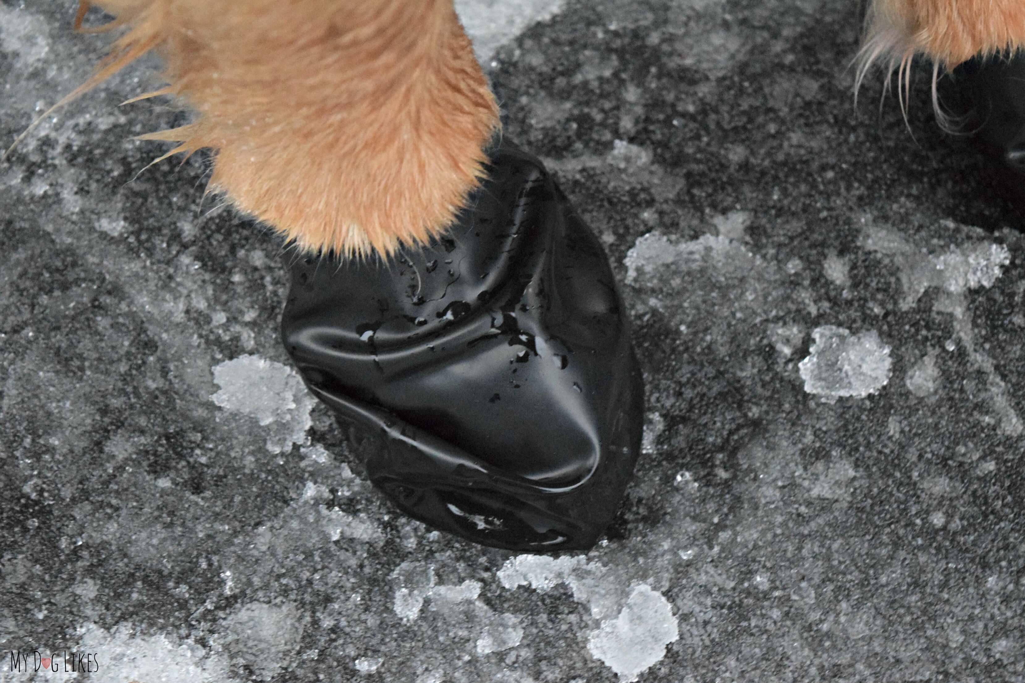 Protect your dog's paws on icy sidewalks