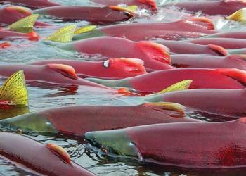 Salmon in the Alaskan Bristol Bay Watershed