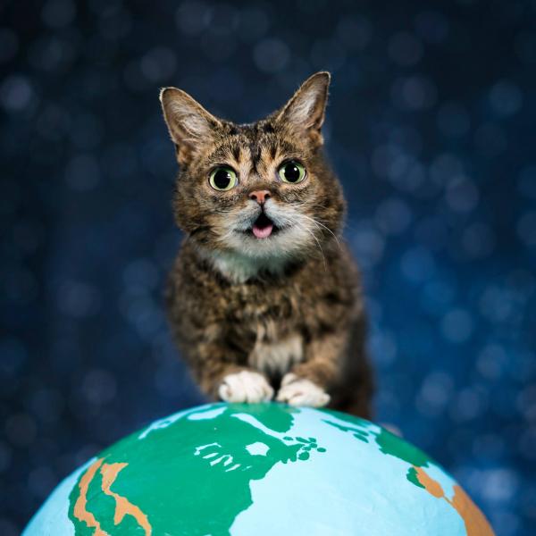 Climate Change and Your Cat