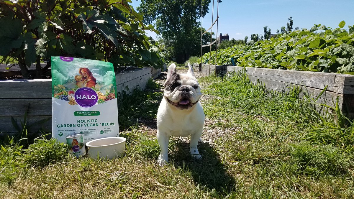 Halo Vegan Dog Food with Manny the Frnechie