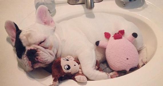 Manny the Frenchie sleeping in the sink