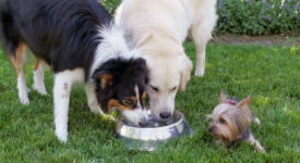 Is It Natural For Dogs To Eat Meat: Are Dogs Carnivores Or Omnivores ...